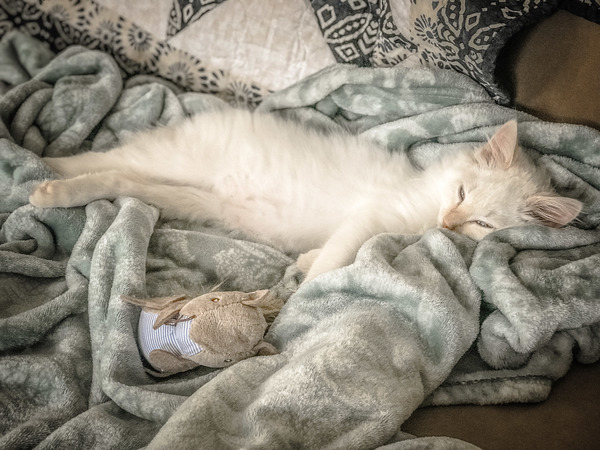 cat,white,sleep,blanket,bed,feline,toy,cuddly,stuffed,rug