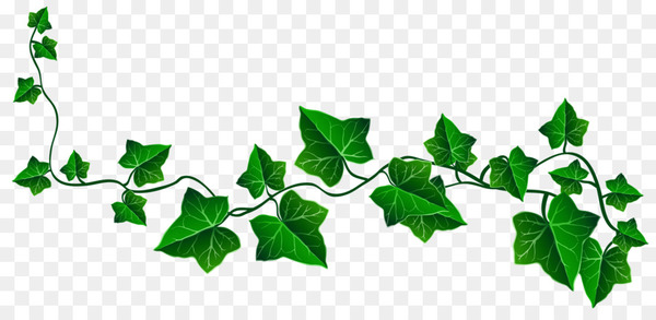 vine,ivy,drawing,royaltyfree,plant,byte,leaf,tree,green,branch,ivy family,png