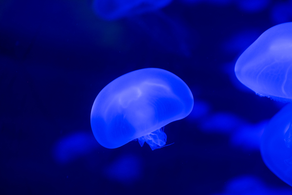 water,underwater,swimming,round out,ocean,marine life,jellyfish,floating,dark,color,bright,blur,blue,biology,art,aquarium