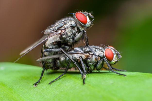 mating,hairy,reproduction,flies,wilderness,wildlife,selection,foliage,leg,lovers,up,flora,beautiful,insect,female,outdoor,sex,fly,grey,wing,park,plant,white,couple,garden,eye,black,animal,nature,green,leaf,summer,house,love