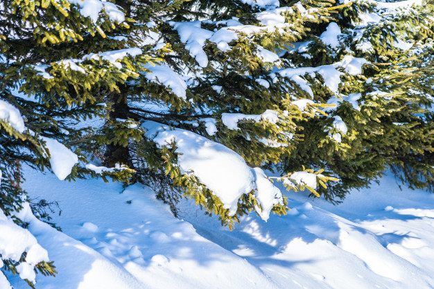 spruce,snowy,fir,frost,scene,season,beautiful,outdoor,cold,branch,frozen,pine,trees,ice,white,landscape,forest,beauty,sky,mountain,nature,xmas,snow,winter,tree,christmas