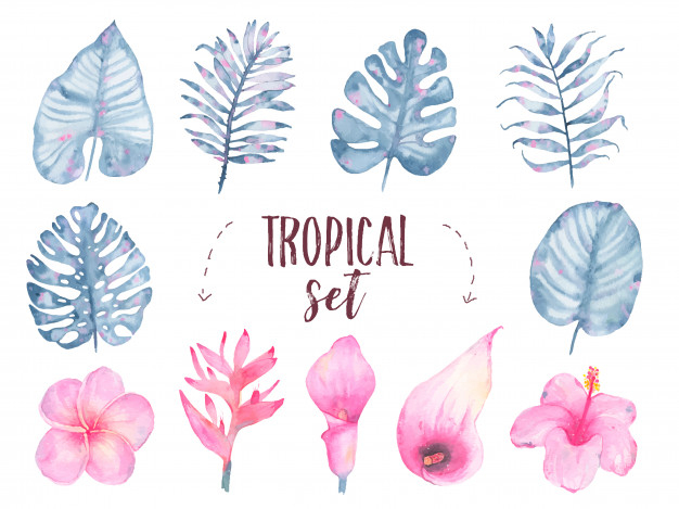 botany,calla,indigo,isolated,monstera,painted,florist,bloom,frangipani,set,aquarelle,hibiscus,lily,greeting,drawn,decor,flora,blossom,botanical,romantic,watercolour,decorative,palm,natural,drawing,plant,white,tropical,garden,cute,nature,leaf,hand,floral,watercolor,flower