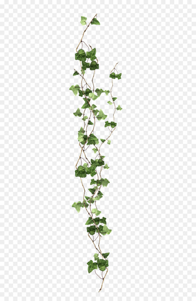 vine,ivy,plant,desktop wallpaper,virginia creeper,computer icons,flower,liana,theme,flora,leaf,herb,tree,branch,plant stem,ivy family,twig,flowering plant,png