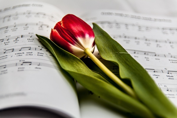 tulip,paper,music notations,flower,flora,book,blossom,bloom