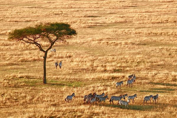 south africa,africa,safari,landscape,forest,cloud,animal,pet,feline,zebra,tree,field,serengeti,africa,tanzania,sunshine,plain,animal,wildlife,afternoon,overlook,free pictures