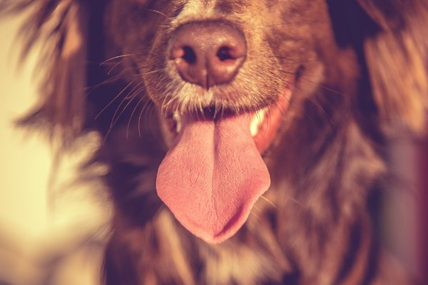  dog,fur,pet,pink,nose,brown,mouth,teeth,happy,animal,tongue, whiskers