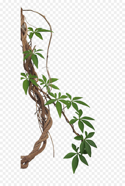 vine,liana,tropical rainforest,stock photography,jungle,morning glory,tree,ivy,philodendron,royaltyfree,swiss cheese plant,plant,flora,leaf,root,flowerpot,flower,branch,houseplant,plant stem,herb,twig,organism,flowering plant,png