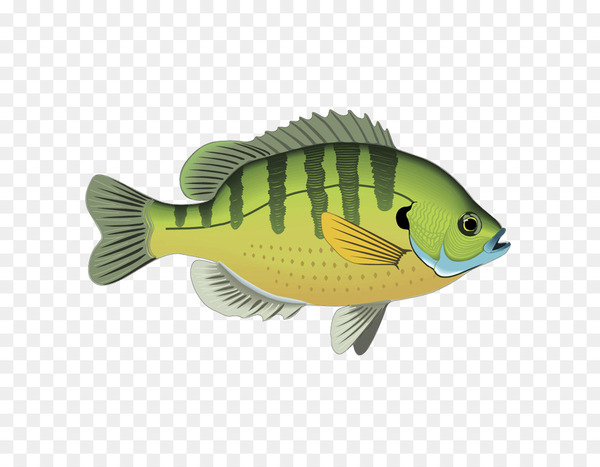 Free: Fresh water Fishing Clip art - Cartoon ornamental fish 