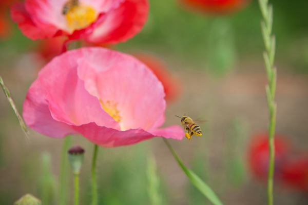 cc0,c1,bee,poppy,pink,flowers,pink flowers,free photos,royalty free
