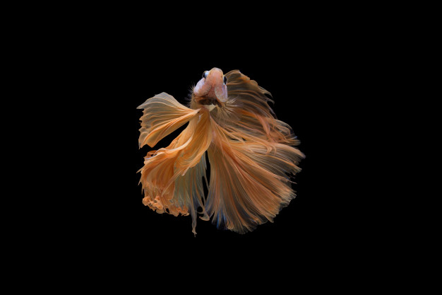 freshwater,siamese,betta,aggressive,beta,fin,aquatic,domestic,pose,exotic,tail,fighting,hobby,aquarium,motion,action,beautiful,dancer,biology,pop,scale,ballet,swimming,power,dress,flame,pet,elegant,white,tropical,animals,eye,art,cute,chinese,luxury,beauty,red,animal,fish,blue,nature,water