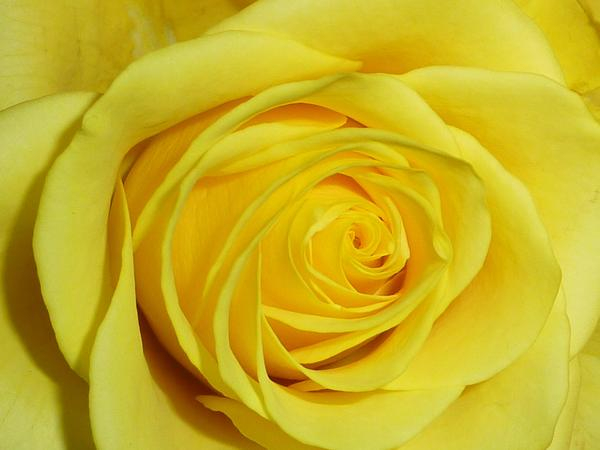yellow,roses,flowers,close up