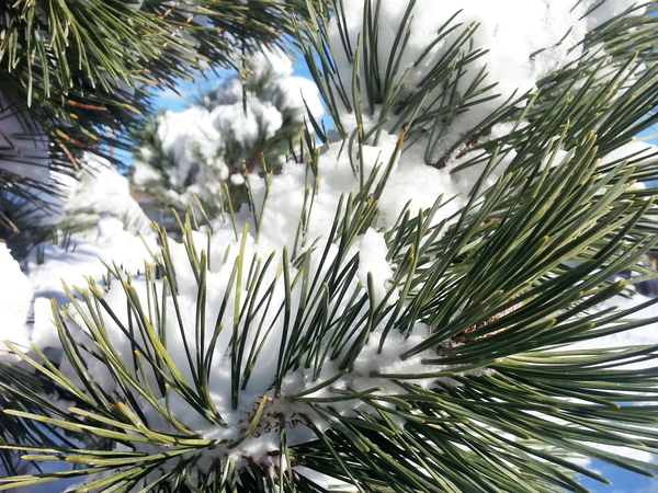 pines,snow