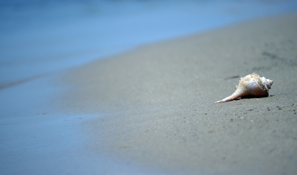 seashell,conch shell,beach scene,isolated seashell,nature,ocean