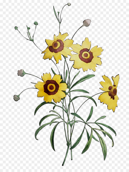 stock photography,alamy,photography,psoriasis  eczema,tickseed,salve,1000000,eczema,psoriasis,skin condition,daisy family,flower,flowering plant,plant,yellow,sunflower,botany,cut flowers,wildflower,blackeyed susan,petal,plant stem,png
