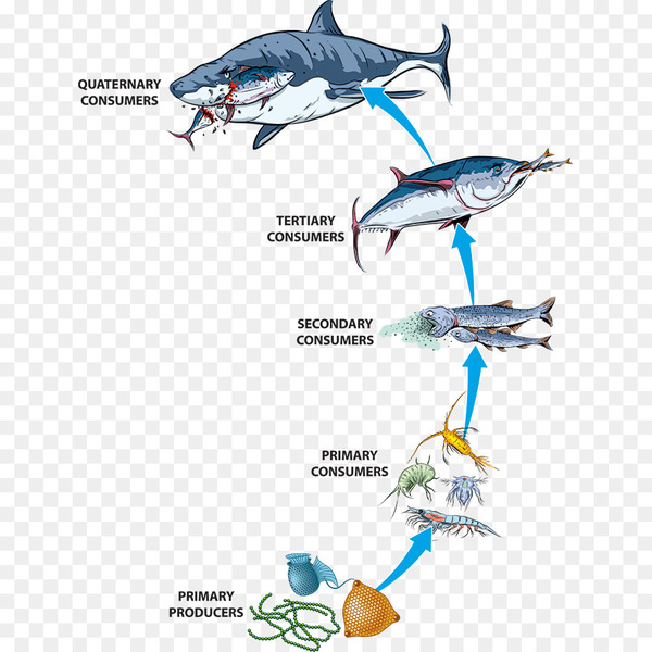 food chain,food web,ecosystem,stock photography,ocean,primary producers,algae,food,consumer,fish,animal figure,marine biology,marine mammal,fin,bottlenose dolphin,png