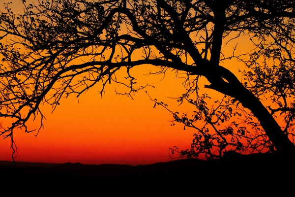 backlit,branches,dawn,dusk,HD wallpaper,silhouette,sky,sunrise,sunset,tree,Free Stock Photo