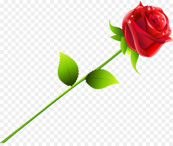beach rose,red,nosegay,wedding,marriage,romance,valentine s day,falling in love,bride,rose,plant,flower,leaf,garden roses,rose family,rose order,computer wallpaper,cut flowers,bud,seed plant,petal,plant stem,flowering plant,png