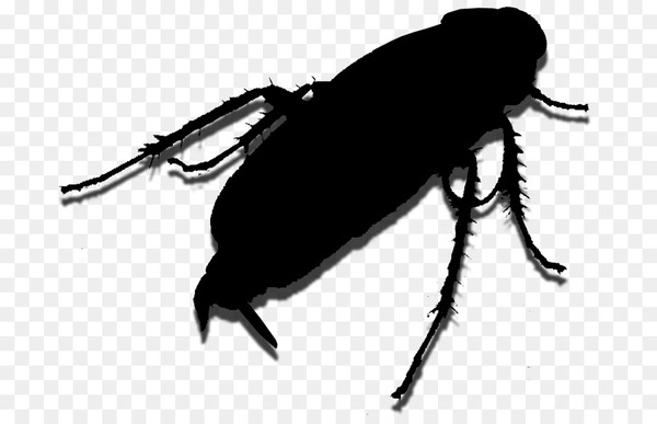 weevil,insect,membrane,scarab,pest,invertebrate,beetle,blister beetles,arthropod,ground beetle,parasite,cockroach,darkling beetles,png