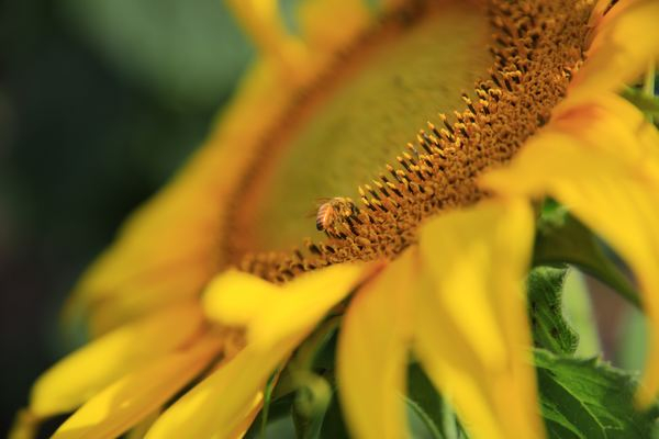 flower,yellow,sunflower,sea,wave,blue,plant,green,leafe,sunflower,petal,flower,yellow,bokeh,blur,bee,nature,green,macro,bug,insect