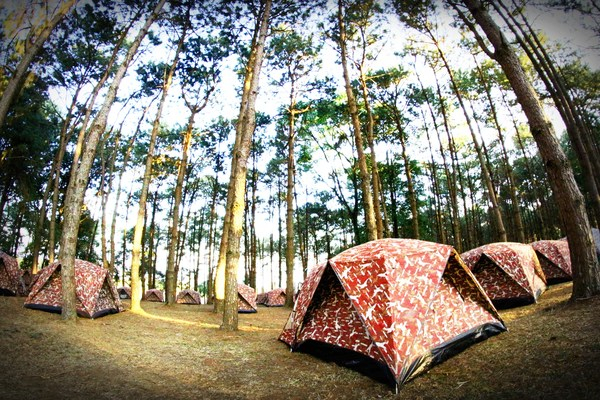 woods,trees,tree trunks,tree bark,tranquil,tents,peaceful,nature,leaves,idyllic,forest,environment,camping,camp