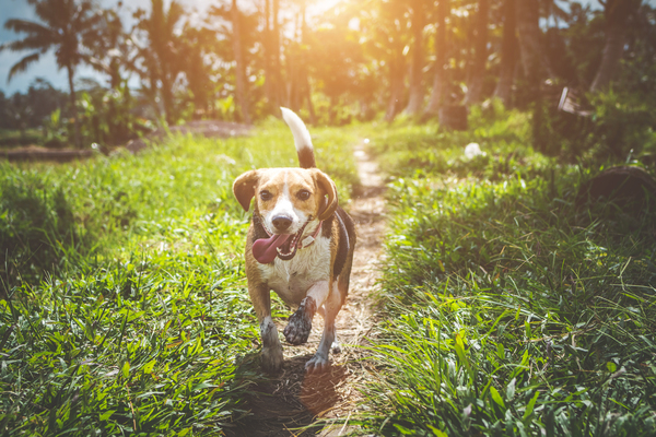 active,adorable,animal,beagle,blur,breed,canine,close-up,cute,dog,doggy,domestic,focus,fun,fur,furry,grass,happy,healthy,hound,lawn,mammal,outdoor,park,paws,pedigree,pet,play,playing,puppy,purebred,tail