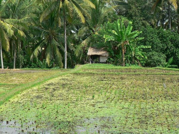 cc0,c1,indonesia,bali,rice,landscape,agricultural,agriculture,rural,free photos,royalty free
