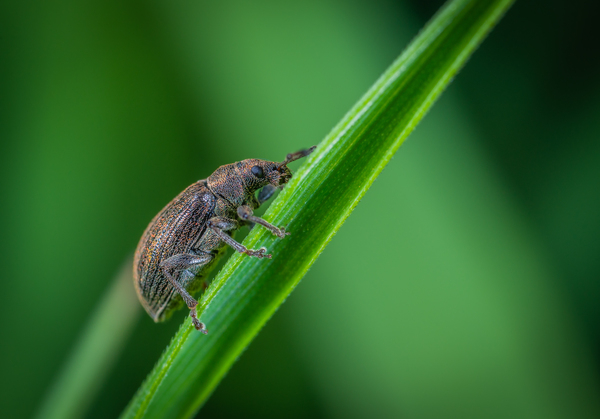 animal,beetle,biology,blurred background,bug,close-up,entomology,environment,green,insect,invertebrate,leaf,little,macro photography,nature,outdoors,perched,tiny,wildlife,wings