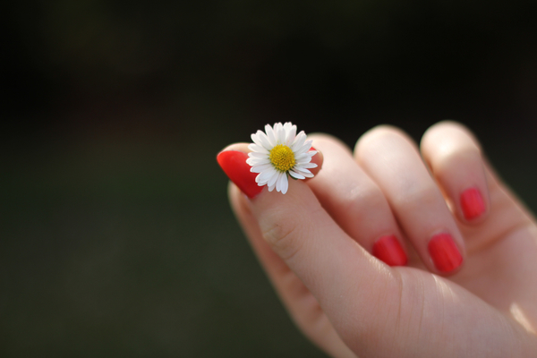 cc0,c3,hand,daisy,flower,finger,fingernails,lacquered,sweet,love,romance,beautiful,beauty,blossom,bloom,red,white,free photos,royalty free