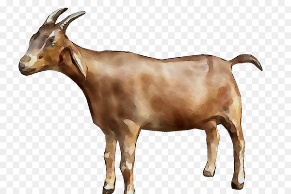 goat,goat simulator,whiskey union smoky goat,graphic design,computer icons,desktop wallpaper,mountain goat,goats,goatantelope,cowgoat family,livestock,feral goat,bovine,wildlife,horn,liver,png