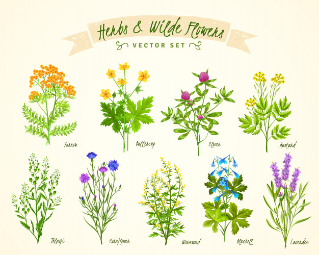 yarrow,conrflower,thlaspi,penny cress,cress,bluebell,buttercup,botany,blooming,penny,vegetation,fragrance,meadow,set,wild,herbal,flora,herbs,flat background,herb,background poster,blossom,botanical,biology,clover,lavender,bouquet,field,background green,wind,print,background flower,decorative,title,nature background,elements,natural,organic,flower background,plant,poster template,medicine,flat,flyer template,art,wallpaper,layout,typography,green background,nature,floral background,template,flowers,cover,floral,poster,flyer,flower,background