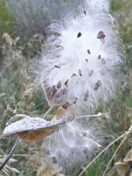 milkweed pod,milkweed,seed pod,pod,seed,seeds,silk,silky,floss,fluffy,hair,fuzzy,white,brown