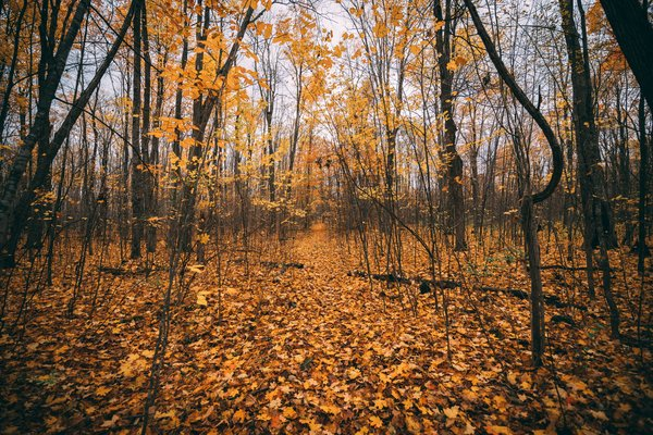  fall,trees,nature,adventure,background,nature api, api lscapes