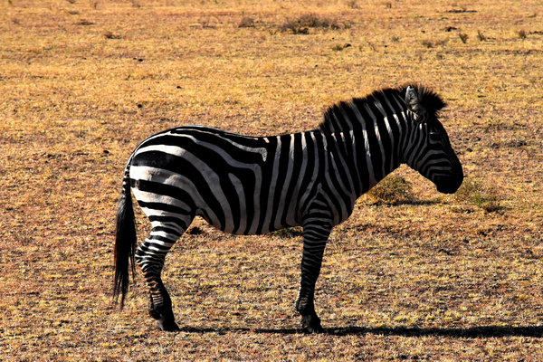 cc0,c1,wildlife,zebra,tanzania,nature,africa,animal,safari,wild,mammal,national,park,savanna,landscape,natural,reserve,free photos,royalty free