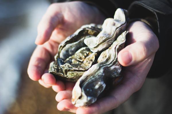 nature,oysters,shells,people,hands