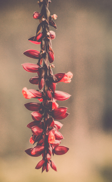 red,nature,hanging,growth,flowers,flora,environment,colors,close-up,blur,blooming,bloom,beautiful