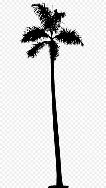asian palmyra palm,date palm,leaf,palm trees,plant stem,silhouette,plants,borassus,tree,palm tree,arecales,plant,woody plant,botany,blackandwhite,line,monochrome,flower,flowering plant,png