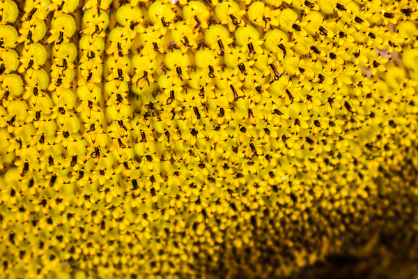 yellow,surface,pattern,macro,growth,colors,bright,blur