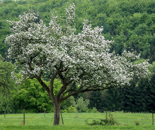 cc0,c1,apple tree,apple blossom,meadow,tree,nature,landscape,spring,field,grass,free photos,royalty free