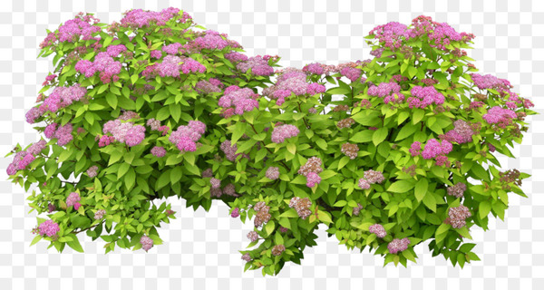 flowering shrubs png