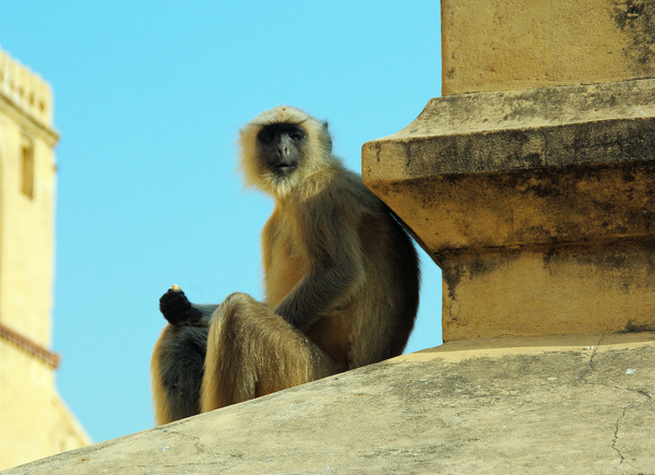 cc0,c1,india,monkey,primate,animal,wild,mammal,free photos,royalty free