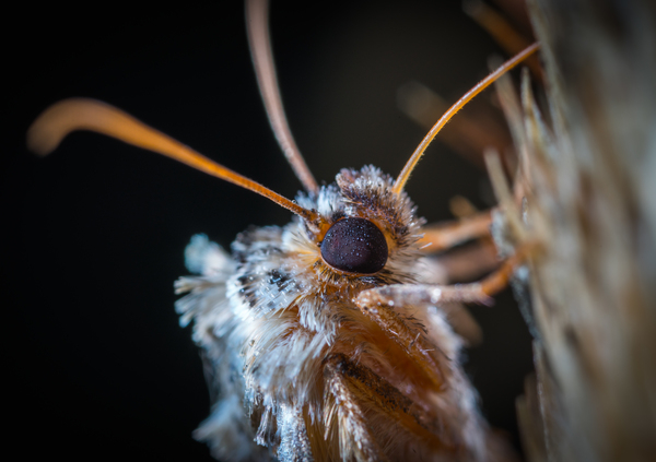 animal,antenna,biology,blur,butterfly,close,close-up,color,dew,environment,fly,food,insect,invertebrate,light,little,macro,moth,nature,outdoors,wild,wildlife,wings,Free Stock Photo