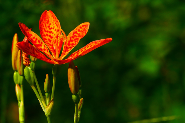 blackberry lily,leopard lily,iris domestica,orange flowers,red spots,red spotted,leopard flower photos,ornamental plant,beautiful flowers,bright colored flowers,colorful flowers,stock images,summer blooming,fall blooming,flower images,pictures of flowers,flowers photos,flower image,beautiful flowers images