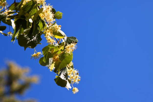 restful,copy space,copyspace,blossoming,stamen,closeup,linden,botany,blooming,remedy,bud,fragrance,bloom,aroma,outdoors,tee,copy,petal,lime,close,wild,blue flower,sky background,herbal,blue sky,flora,green tea,herb,blossom,green leaves,fresh,branch,nature background,sweet,natural,park,flower background,plant,medicine,yellow,white,tea,spring,space,sky,green background,blue,nature,floral background,green,medical,leaf,summer,blue background,flowers,tree,floral,flower,background