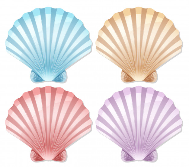 scallop,seashell,clipart,set,collection,graphic background,clip,clip art,background color,shell,element,picture,nature background,ocean,drawing,colorful background,graphic,color,art,sea,nature,background