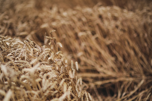 summer,gold,golden,grain,field,wheat,countryside