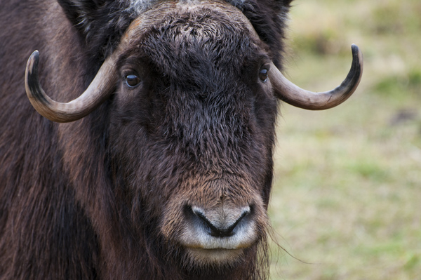 ox,wildlife,animals,horns,musk,winter