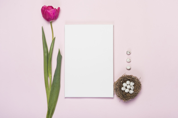 copy space,overhead,lay,spotted,arrangement,seasonal,quail,raw,small,april,composition,surface,hay,empty,copy,horizontal,blank,flat lay,ornate,nest,straw,sheet,eggs,top view,top,bright,beautiful,festive,view,tulip,blossom,traditional,symbol,egg,natural,religion,desk,decoration,plant,easter,flat,pink background,event,holiday,colorful,celebration,spring,space,pink,table,green,light,paper,flower,background