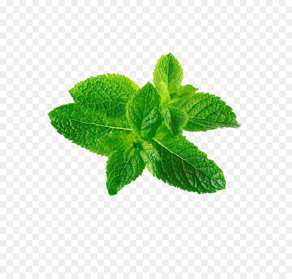 mentha spicata,leaf,mentha canadensis,flavor,plant,herb,encapsulated postscript,taste,mint,peppermint,png
