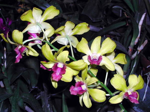cc0,c1,sri lanka,orchids,greenhouse,flowers,free photos,royalty free