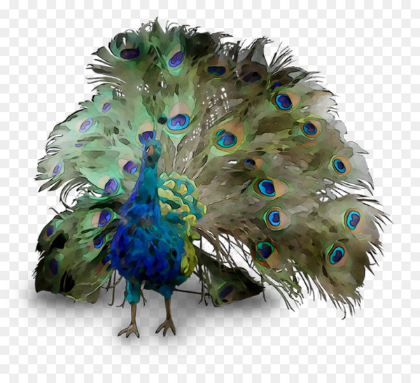 peafowl,feather,beak,bird,fashion accessory,headpiece,galliformes,png